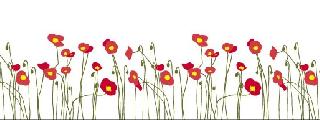 Coquelicots